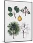 European Wild Pear (Pyrus Pyraster)-null-Mounted Giclee Print