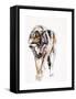 European Wolf-Mark Adlington-Framed Stretched Canvas