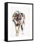 European Wolf-Mark Adlington-Framed Stretched Canvas