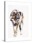 European Wolf-Mark Adlington-Stretched Canvas