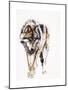 European Wolf-Mark Adlington-Mounted Giclee Print