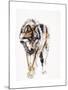 European Wolf-Mark Adlington-Mounted Giclee Print