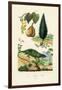 European Yew, 1833-39-null-Framed Giclee Print