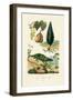 European Yew, 1833-39-null-Framed Giclee Print