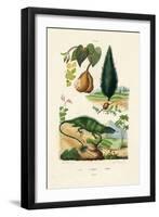 European Yew, 1833-39-null-Framed Giclee Print