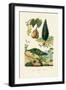 European Yew, 1833-39-null-Framed Giclee Print