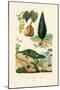 European Yew, 1833-39-null-Mounted Giclee Print