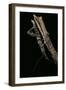 Eurycantha Calcarata ( (Giant Spiny Stick Insect, Thorny Devil Stick Insect)-Paul Starosta-Framed Photographic Print