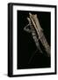 Eurycantha Calcarata ( (Giant Spiny Stick Insect, Thorny Devil Stick Insect)-Paul Starosta-Framed Photographic Print