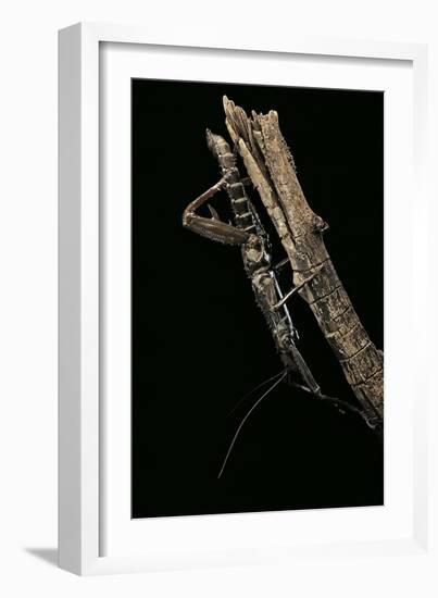 Eurycantha Calcarata ( (Giant Spiny Stick Insect, Thorny Devil Stick Insect)-Paul Starosta-Framed Photographic Print