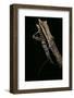 Eurycantha Calcarata ( (Giant Spiny Stick Insect, Thorny Devil Stick Insect)-Paul Starosta-Framed Photographic Print