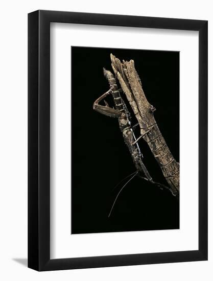 Eurycantha Calcarata ( (Giant Spiny Stick Insect, Thorny Devil Stick Insect)-Paul Starosta-Framed Photographic Print