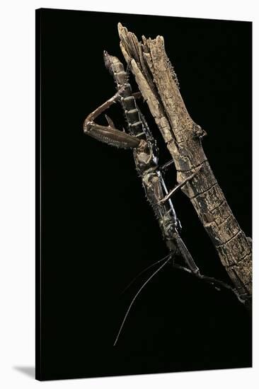 Eurycantha Calcarata ( (Giant Spiny Stick Insect, Thorny Devil Stick Insect)-Paul Starosta-Stretched Canvas