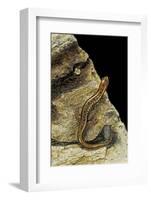 Eurycea Bislineata (Northern Two-Lined Salamander)-Paul Starosta-Framed Photographic Print