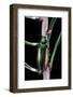 Eurythyrea Micans (Jewel Beetle)-Paul Starosta-Framed Photographic Print