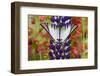 Eurytides agesilaus autosilaus butterfly on lupine, Bandon, Oregon-Darrell Gulin-Framed Photographic Print