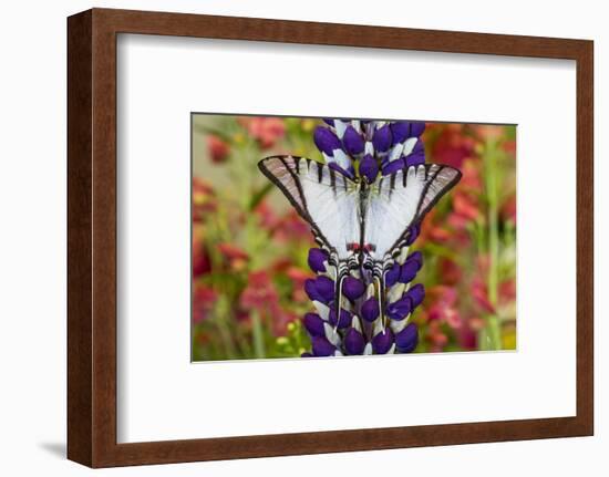 Eurytides agesilaus autosilaus butterfly on lupine, Bandon, Oregon-Darrell Gulin-Framed Photographic Print