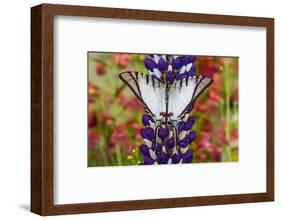 Eurytides agesilaus autosilaus butterfly on lupine, Bandon, Oregon-Darrell Gulin-Framed Photographic Print