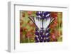 Eurytides agesilaus autosilaus butterfly on lupine, Bandon, Oregon-Darrell Gulin-Framed Photographic Print