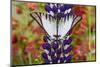 Eurytides agesilaus autosilaus butterfly on lupine, Bandon, Oregon-Darrell Gulin-Mounted Photographic Print