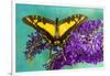 Eurytides thyastes on Purple Butterfly Bush-Darrell Gulin-Framed Photographic Print