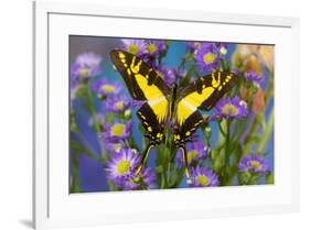 Eurytides thyastes the Orange Kite Swallowtail on Asters-Darrell Gulin-Framed Photographic Print