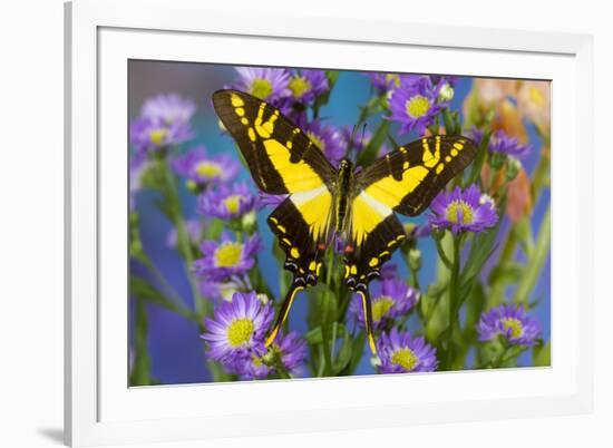 Eurytides thyastes the Orange Kite Swallowtail on Asters-Darrell Gulin-Framed Photographic Print