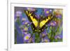 Eurytides thyastes the Orange Kite Swallowtail on Asters-Darrell Gulin-Framed Photographic Print