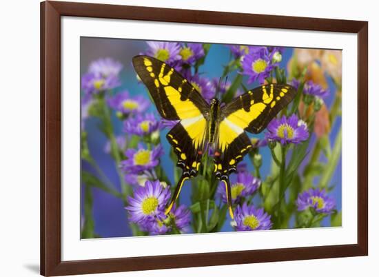 Eurytides thyastes the Orange Kite Swallowtail on Asters-Darrell Gulin-Framed Photographic Print