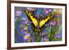 Eurytides thyastes the Orange Kite Swallowtail on Asters-Darrell Gulin-Framed Photographic Print