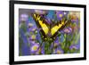 Eurytides thyastes the Orange Kite Swallowtail on Asters-Darrell Gulin-Framed Photographic Print