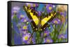 Eurytides thyastes the Orange Kite Swallowtail on Asters-Darrell Gulin-Framed Stretched Canvas