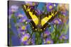 Eurytides thyastes the Orange Kite Swallowtail on Asters-Darrell Gulin-Stretched Canvas