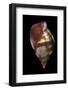 Euthria Rolani-Paul Starosta-Framed Photographic Print