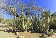 Arizona Golden Barrels-EuToch-Photographic Print