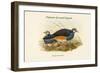 Eutrygon Terrestries - Papuan Ground-Pigeon-John Gould-Framed Art Print