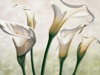 Vaso con tulipani bianchi-Eva Barberini-Art Print