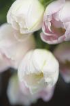 Tulipa Roseus I-Eva Charlotte Fransson-Giclee Print