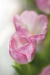 Tulipa Roseus II-Eva Charlotte Fransson-Giclee Print
