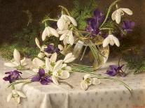 Snowdrops and Violets, 1903-Eva Francis-Framed Stretched Canvas