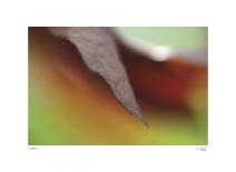 Autumn No 3-Eva Mueller-Giclee Print