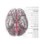 Cranial Nerves, Illustration-Evan Oto-Art Print