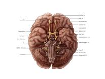 Brain and Cranial Nerves-Evan Oto-Art Print