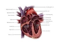 Arteries of the Brain, Illustration-Evan Oto-Art Print