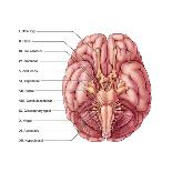 Brain and Cranial Nerves-Evan Oto-Art Print