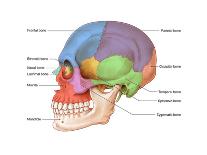 Bones of the Skull (Anterior)-Evan Oto-Art Print