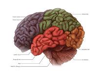 Brain and Cranial Nerves-Evan Oto-Art Print