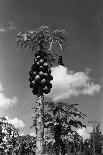 Arable Land-Evans-Photographic Print