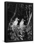 Essential Black