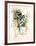 Eve Series #2-Anton Cetin-Framed Collectable Print